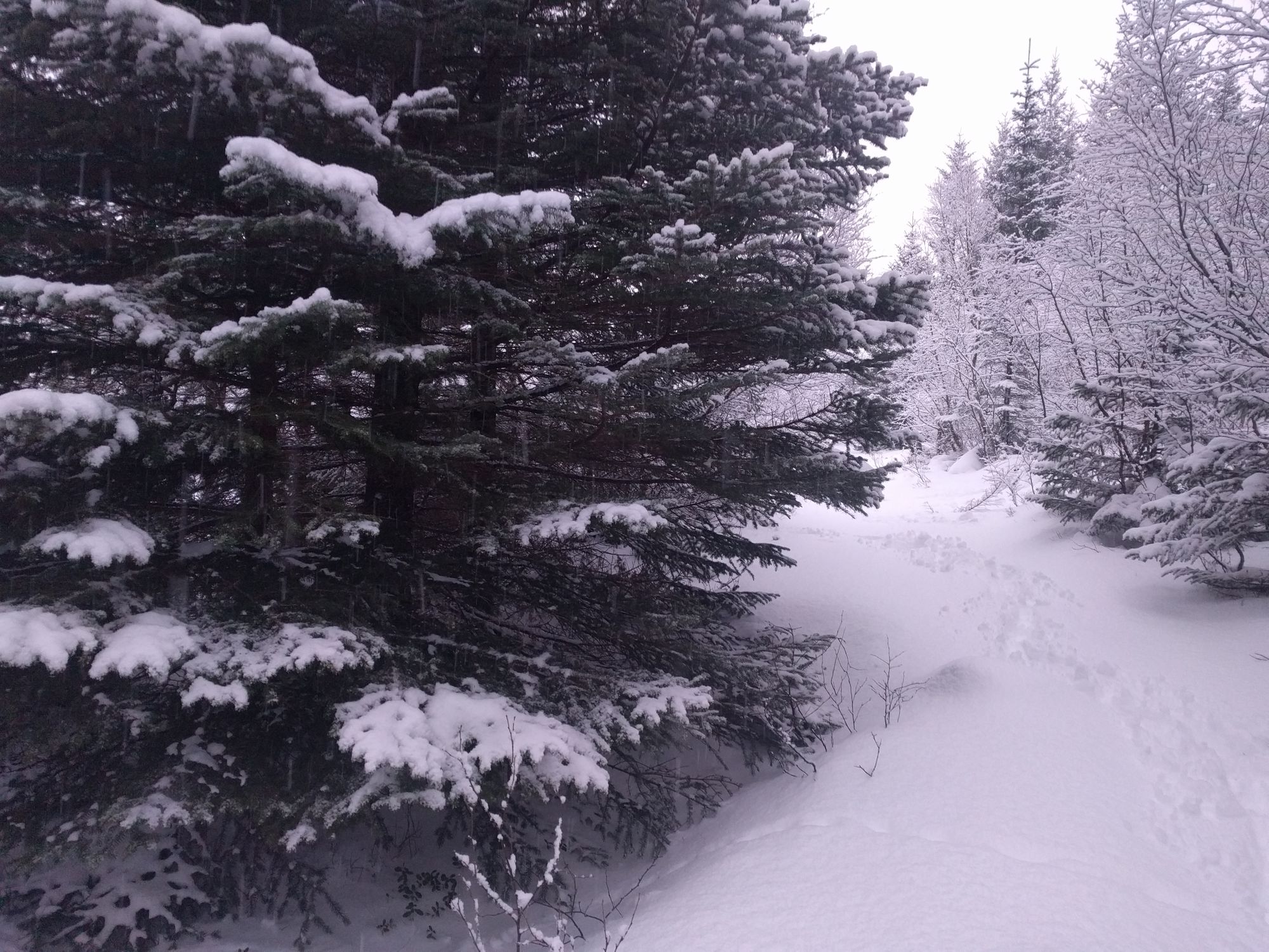 (Old Draft, Norwegian text and videos)   "Kystlyng nature type."              Removal of Sitka Spruce.