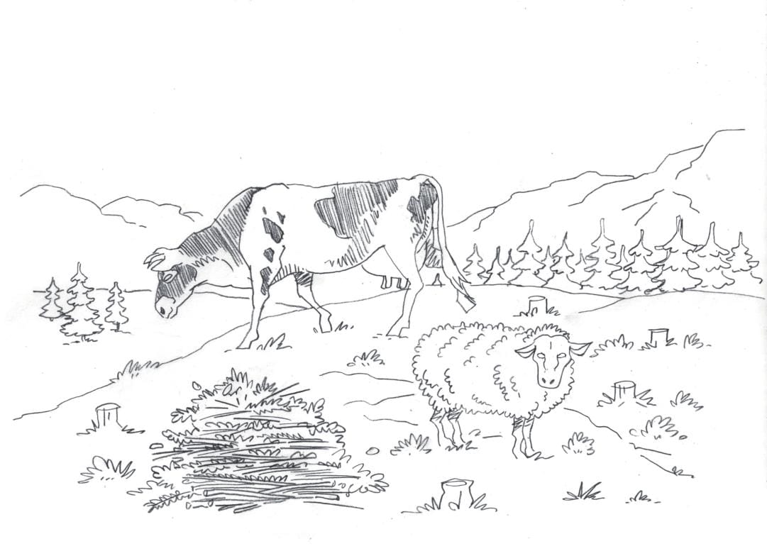 2025 LuFj Sau og Kviger på beite.