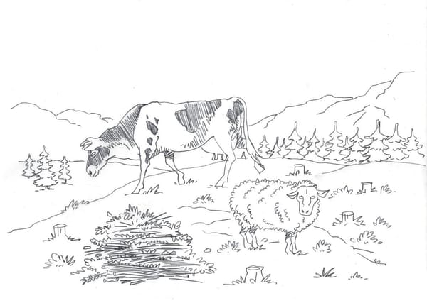 2025 LuFj Sau og Kviger på beite.