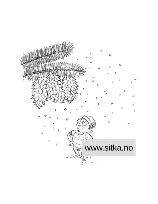 Frøing av sitkagran.